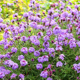 4 Lavender Verbena Plants Live, 5-9" Tall Hardy Perennial Flower Plants, Well-Rooted for Outdoor Planting
