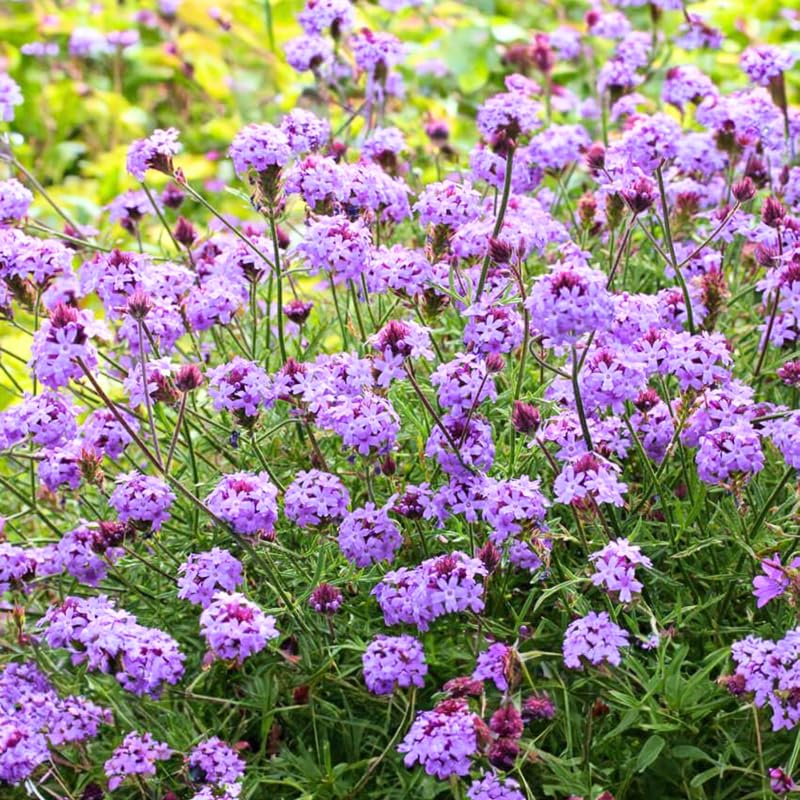 4 Lavender Verbena Plants Live, 5-9" Tall Hardy Perennial Flower Plants, Well-Rooted for Outdoor Planting