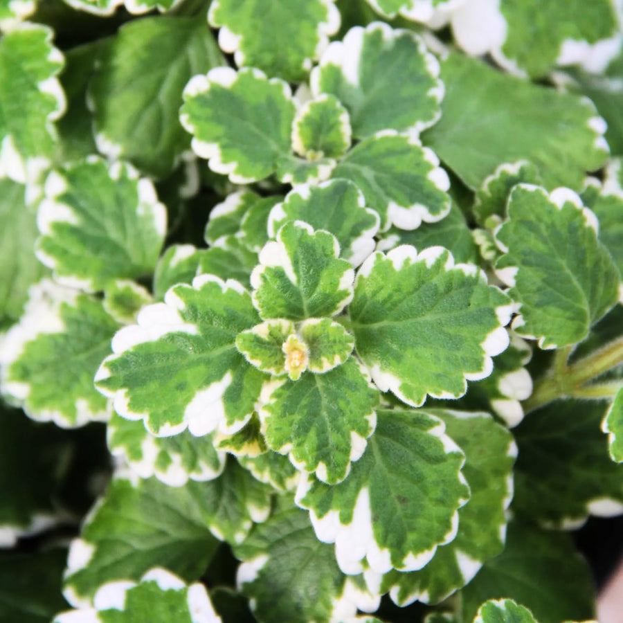 Variegated Plectranthus Swedish Ivy Plants Live, in 3" Pot, Swedish Ivy Mint Herb Houseplants, 4-8" Tall for Indoor and Outdoor