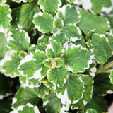 1 Variegated Swedish Ivy Plant Live for Planting - Swedish Ivy Mint Seedlings 4-9 Inch Height, in 3" Pot