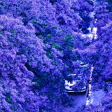 Blue Jacaranda Tree Live Plant, Flowering Jacaranda Mimosifolia 8–10 Inches Tall, Ornamental Outdoor Tree with Blue Purple Blooms