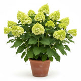 Green Hydrangea Live Plant, Quart Pot Hydrangea Plant - Change Bloom Colors, Perennial Hardy Blooming Shrub for Garden, Patio and Landscape