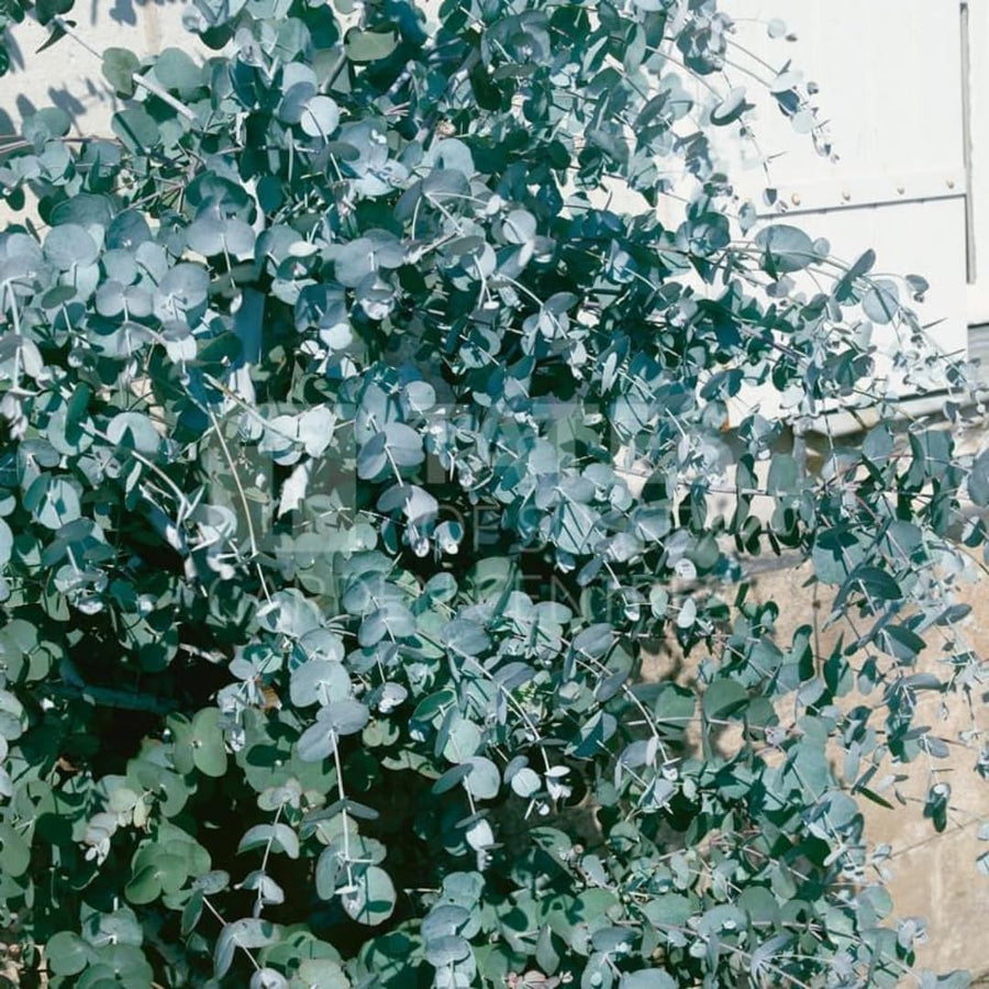 Fragrant Starter Eucalyptus Tree Plant Live, 5-8 Inches Tall, Dormant, Fragrant Leaf for Home Decor, Ready for Transplant (Silver Dollar)