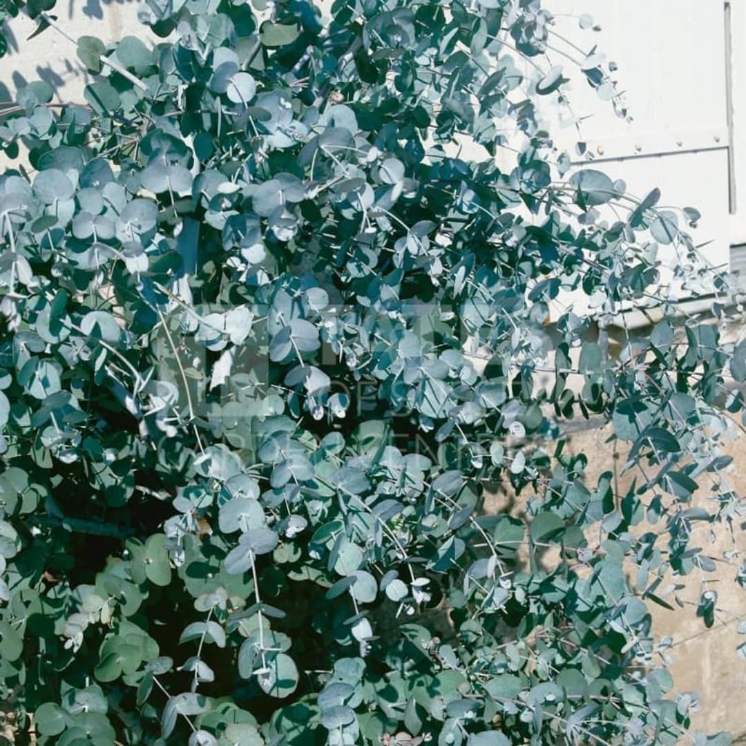 Fragrant Starter Eucalyptus Tree Plant Live, 5-8 Inches Tall, Dormant, Fragrant Leaf for Home Decor, Ready for Transplant (Baby Blue)