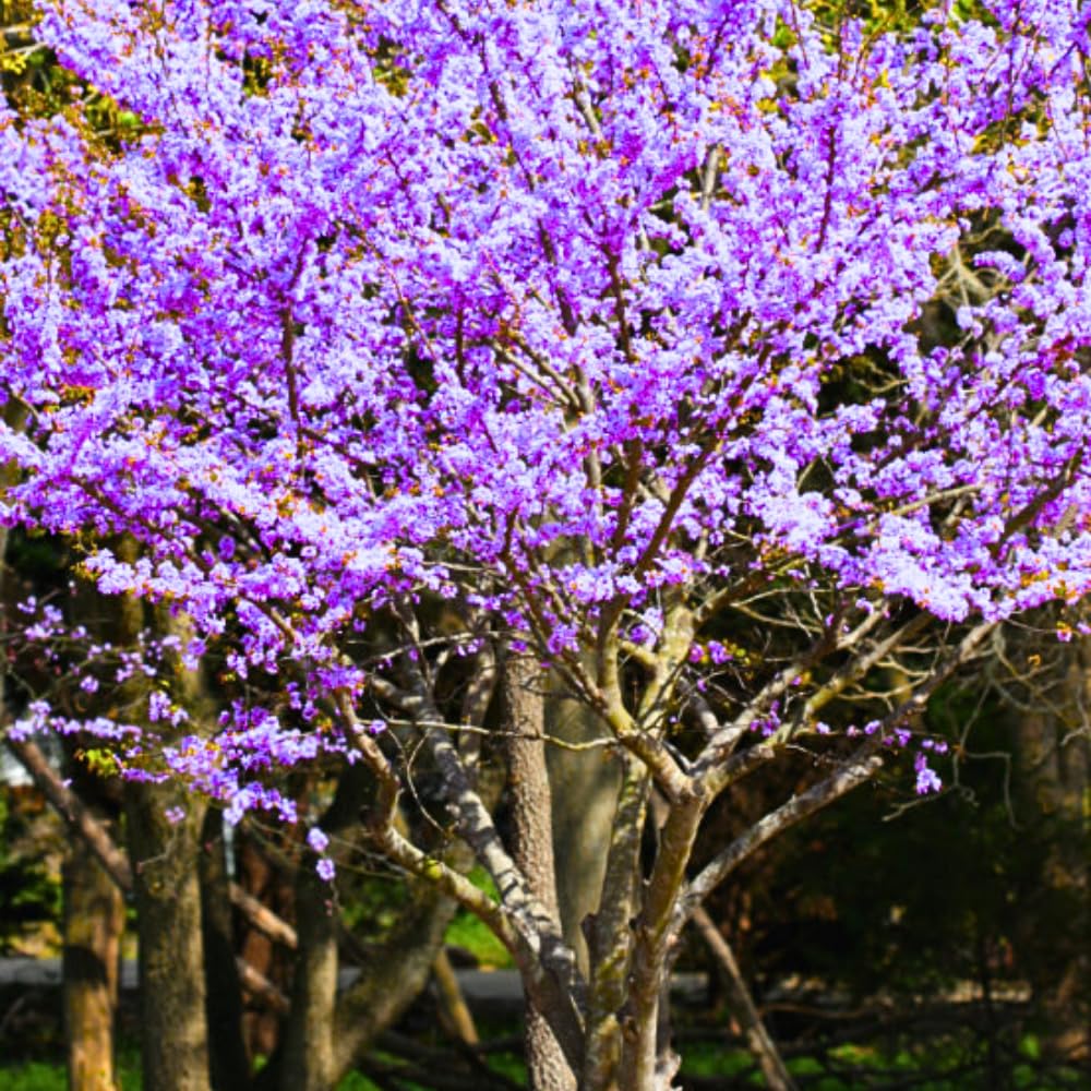 2 Purple Pink Redbud Trees Live Plants 6-12" Tall, Dormant, No Leaf, No Pot, Redbud Plants Live Trees Outside, Cold Hardy, Early Spring Blooms, Bare Roots