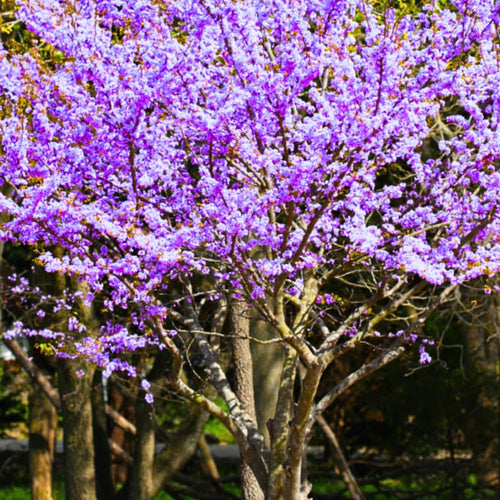 2 Purple Pink Redbud Trees Live Plants 6-12" Tall, Dormant, No Leaf, No Pot, Redbud Plants Live Trees Outside, Cold Hardy, Early Spring Blooms, Bare Roots