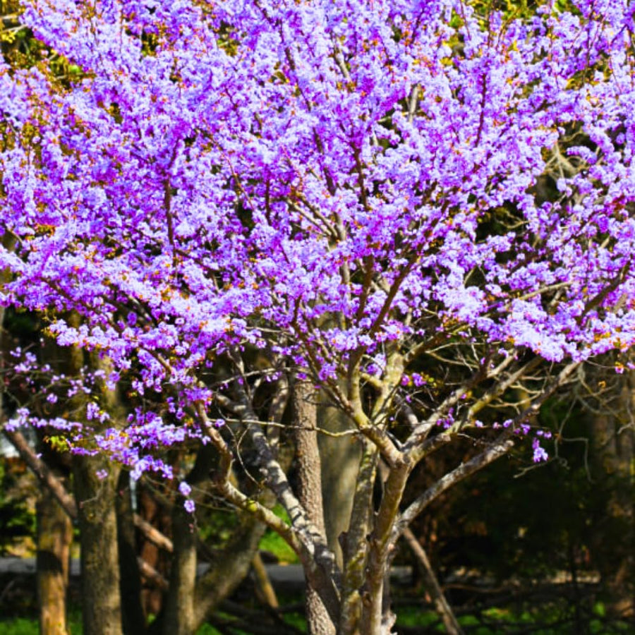 2 Purple Pink Redbud Trees Live Plants 6-12" Tall, Dormant, No Leaf, No Pot, Redbud Plants Live Trees Outside, Cold Hardy, Early Spring Blooms, Bare Roots
