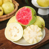 2 Guava Plants Live, Pink Guava Tree Live Plant, 4-8'' Tall, Easy Tropical Fruit for Gardens, No Potted