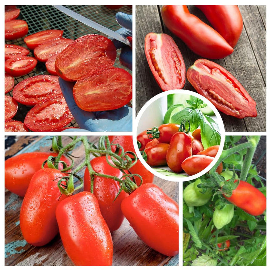 500 Long Red Tomato Seeds for Planting, Tomato Seeds, Heirloom Vegetable Seed, Sweet Tomatoes for Container and Outdoor Planting