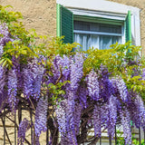 3 Purple Wisteria Trees Live Plants 6 to 12 Inch Height, Purple Wisteria Plant Live to Grow Your Garden, Wisteria Vine Live Plant, Fragrant Wisteria Flowers, in Pots