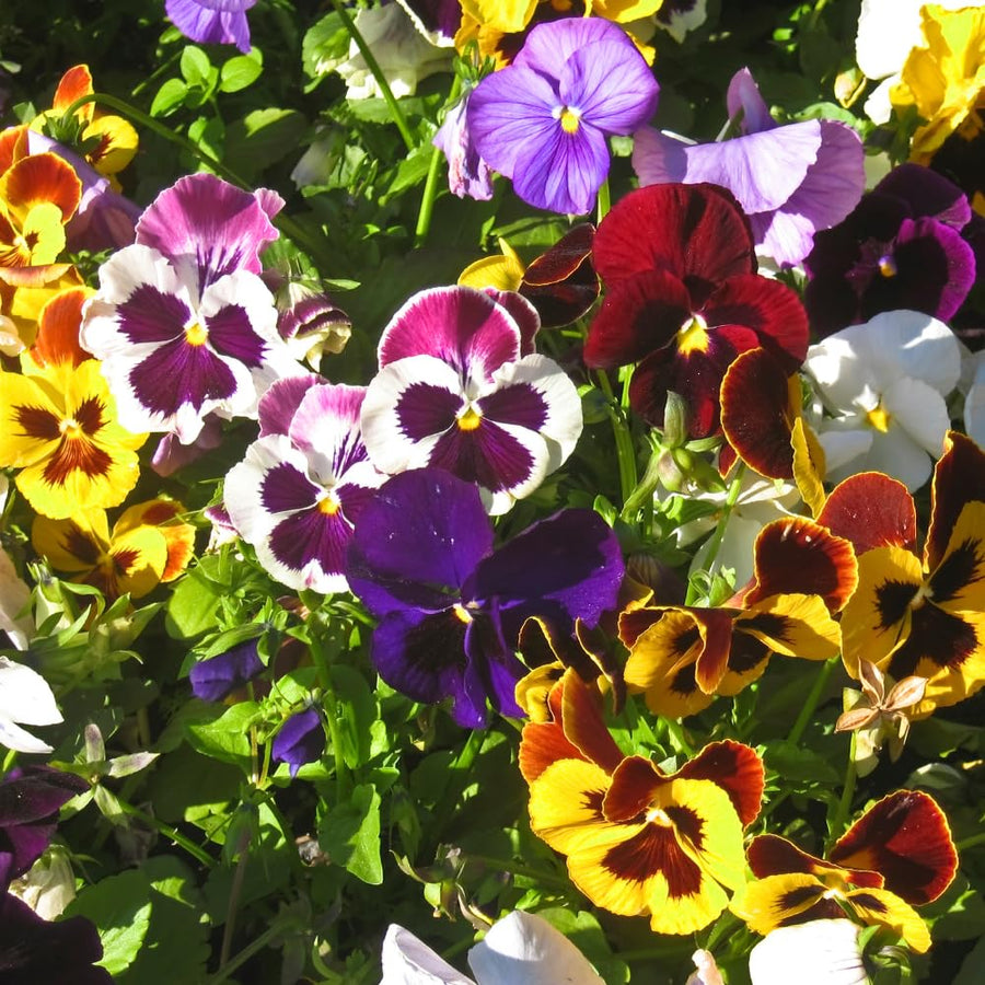 Set 2 Pansy Plants Live, Live Pansies Plant, 4-7 Inc Tall, Mix Pansy Seedling, Colorful Pansies Seedling for Indoor Outdoor Growing