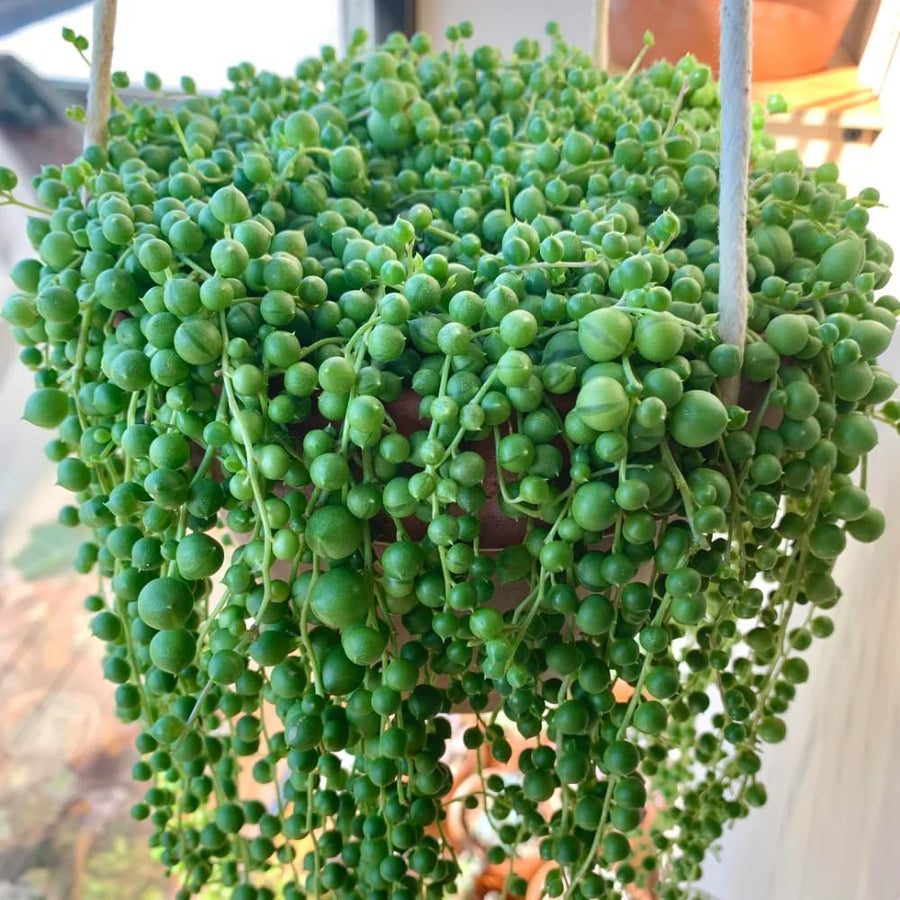 String Plant Live 4 Inch Pot, Rare Succulents Plants in Hanging Baskets, Trailing Succulent Houseplant for Home Office (String of Pearls)