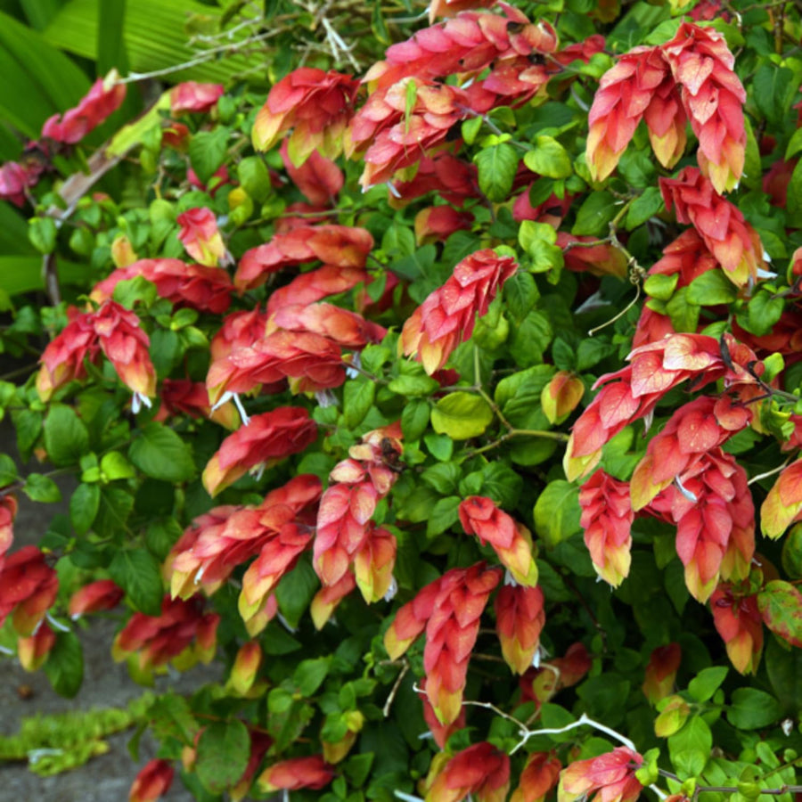 Live Red Shrimp Plants, 2 Plants, Shrimp Plants Live for Garden, 4 to 6 Inches