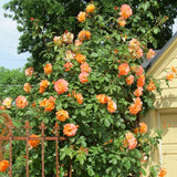 Light Red-Orange Climbing Roses Live Plants 7 Months Old, Rose Bushes Ready to Plant 5-9" Tall, Very Fragrant, Can Grow As Climber or Bush Tree or Trellises, Walls, Fences