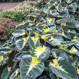 Alocasia Plant Live, Rare Elephant Ear Plant Indoor in 4 Inch Pot, Tropical Foliage, Compact Houseplant for Office, Room and Home Décor - Tropical