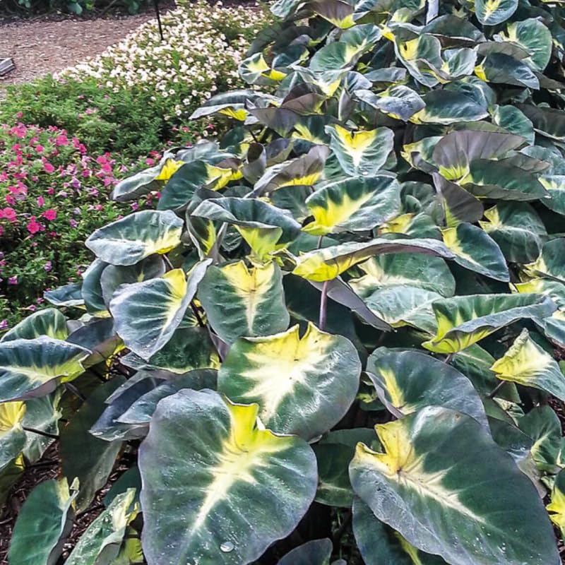 Alocasia Plant Live, Rare Elephant Ear Plant Indoor in 4 Inch Pot, Tropical Foliage, Compact Houseplant for Office, Room and Home Décor - Tropical