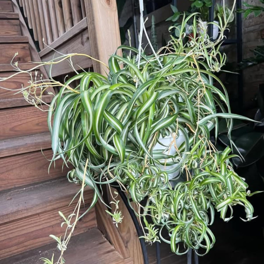 Variegated Spider Plant Live, Trailing Spider Plant for Indoor Outdoor Garden, 2-4 Inches Tall, No Pot