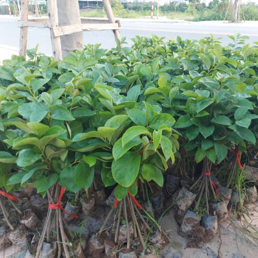 Sweet American Persimmon Trees Live Plants, Dormant Seedlings,6-12 Inches Well Rooted, Winter Hardy Persimmon Tree Fruit