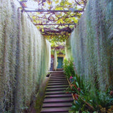 Spanish Moss Tillandsia Air Plants, Spanish Moss Plant Live, 1 to 2 Feet Long, Succulent Plants Live for Gardening Indoor Outdoor