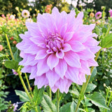 Dahlia Clump for Planting, Lavender Dahlia Flower for Summer Blooms, Large and Vibrant Flowers, Suited for Zones 8 to 11