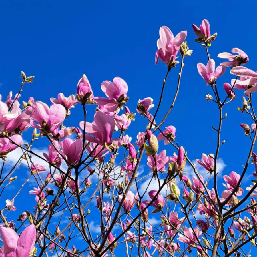 Magnolia Tree Live Plant in 2.5'' Pot, Magnolia Starter Tree, Ornamental Flowering Tree, Outdoor or Container Growing (Jane Magnolia)