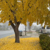 Ginkgo Tree Live Plant for Planting, 4 to 7 Inches Tall, Yellow Ginkgo Plant, Suitable for Garden or Landscape