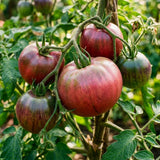 500 Red Purple Tomato Seeds for Planting, Tomato Seeds, Heirloom Vegetable Seed, Sweet Tomatoes for Container and Outdoor Planting