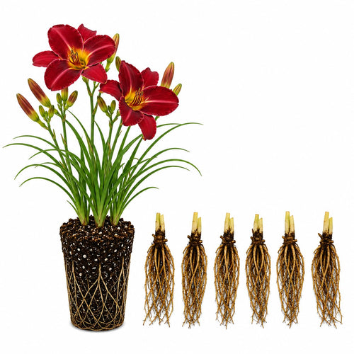 10 Red Daylily Roots, Hardy Perennial Flower for Garden Beds and Borders Planting, Easy Care, Ready to Grow