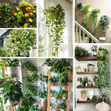 6 Mix Pothos Live Plants in Pot, 3 to 6 Inc Tall Pothos Live Plant, Assorted Varieties Vine Houseplants for Indoors Outdoors Garden, Hanging Basket, Easy to Care