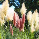 2 Mixed Pampas Grass Plants Live, Live Pampas Grass Plant Ornamental Grass Plant Perennial, from 5 Inc to 7 Inc Tall
