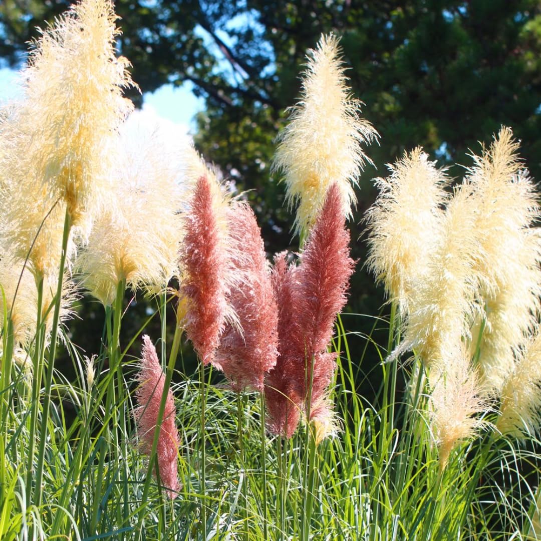 2 Mixed Pampas Grass Plants Live, Live Pampas Grass Plant Ornamental Grass Plant Perennial, from 5 Inc to 7 Inc Tall