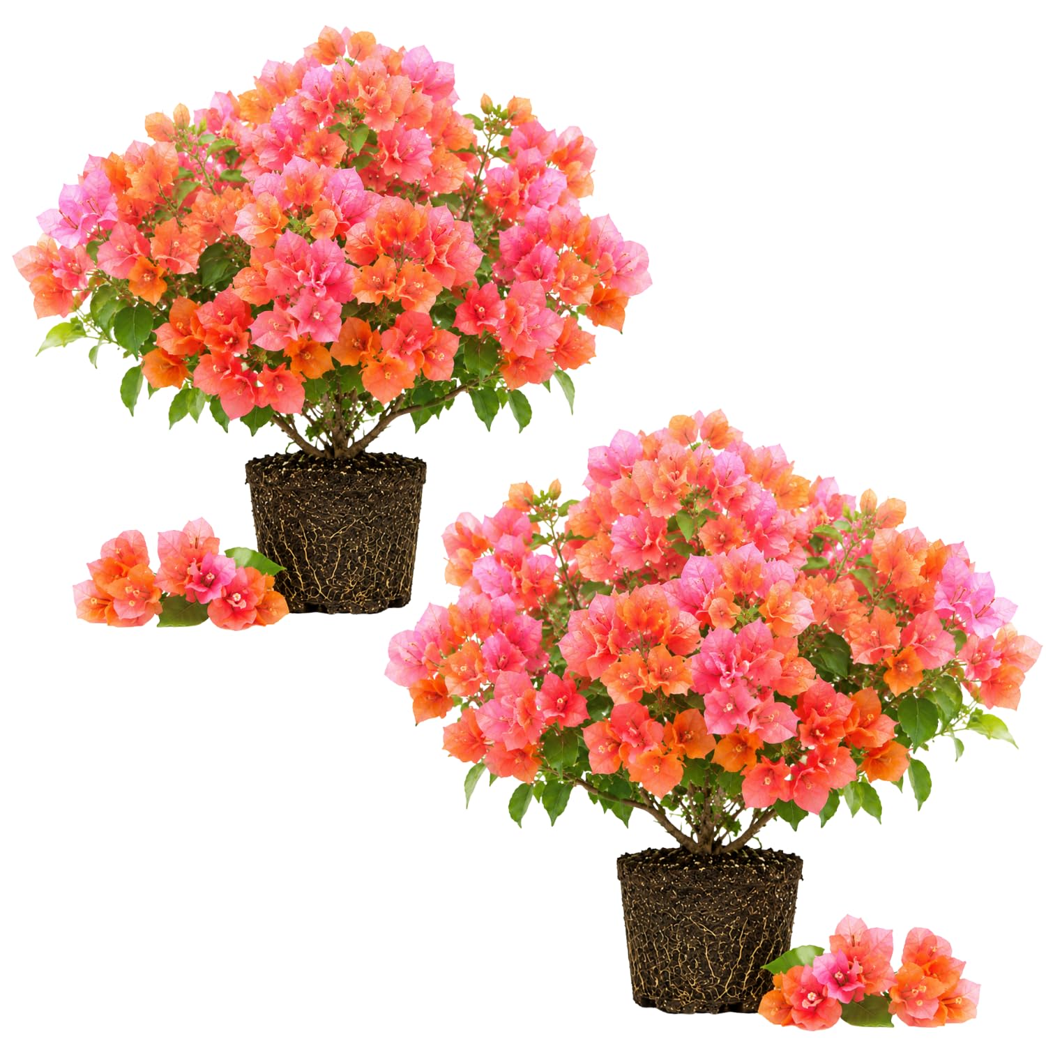 2 Trailing Bougainvillea Plants Live, Hardy Flowering Bougainvillea Plants for Hanging Basket, Container Growing, 4-8 Inches Tall (Pink Orange)