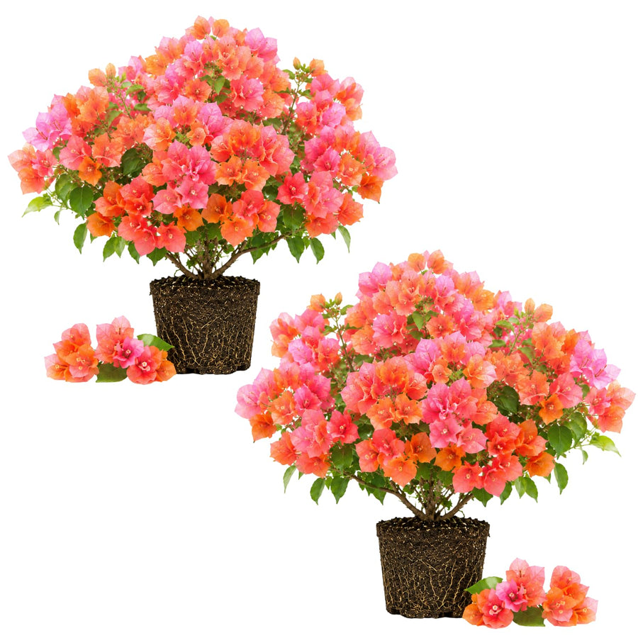 2 Trailing Bougainvillea Plants Live, Hardy Flowering Bougainvillea Plants for Hanging Basket, Container Growing, 4-8 Inches Tall (Pink Orange)