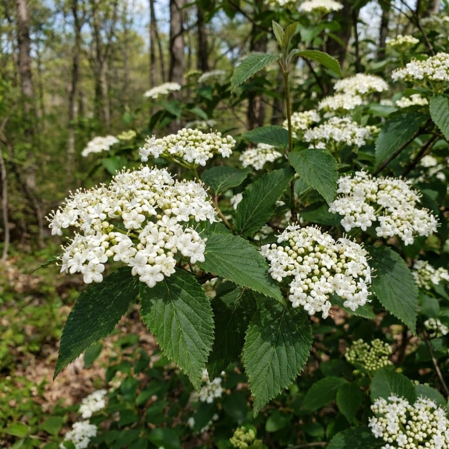 Set of 2 Viburnum Live Plant, Viburnum Shrub, White Spring Blooms, Hardy Garden Shrub, Bare Root 8 to 12 Inches Tall for Outdoor Planting