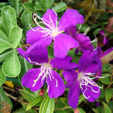2 Purple Tibouchina Plants Live, 5-9" Tall, Ornamental Tibouchina Glory Shrub for Planting Indoor Outdoor, Princess Flower