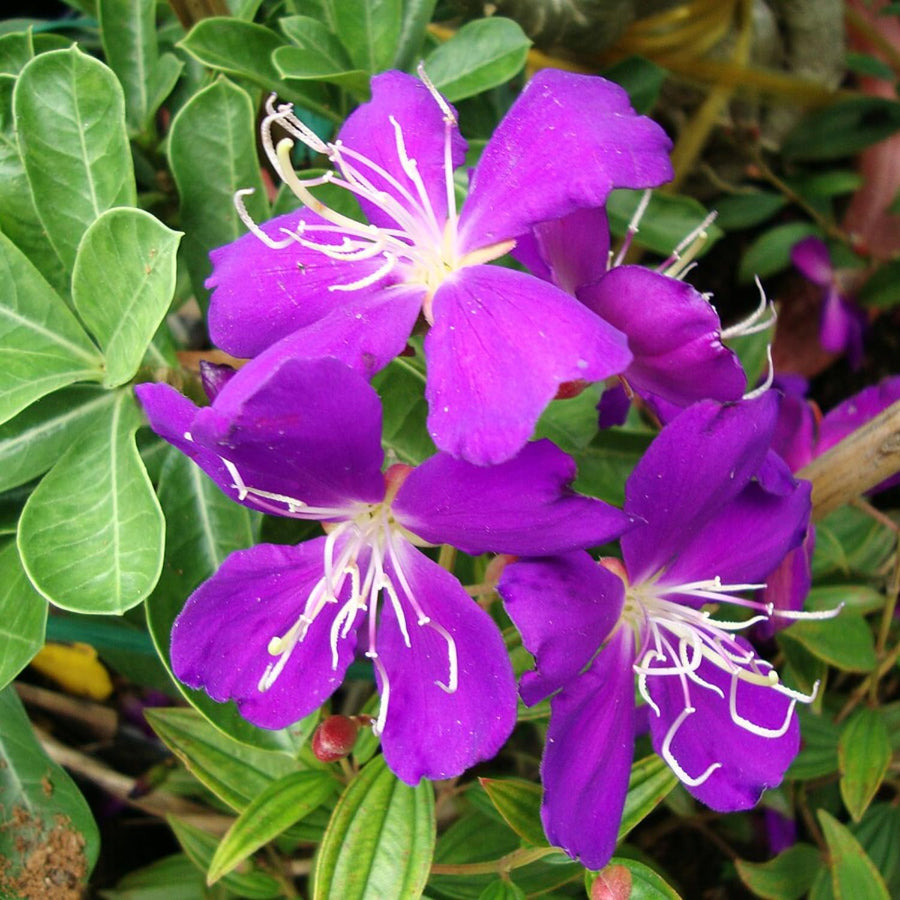 2 Purple Tibouchina Plants Live, 5-9" Tall, Ornamental Tibouchina Glory Shrub for Planting Indoor Outdoor, Princess Flower