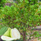 White Guava Tree Plant, Live Guava Tree for Planting, Guava Tree Live Plant 6-9 Inc in Tall in 4 Inc Pot