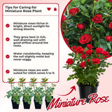 Miniature Rose Plant, Live 3” Potted Rose, Compact, Colorful Flowering Rose Bush for Indoor Outdoor Gardens (Red)