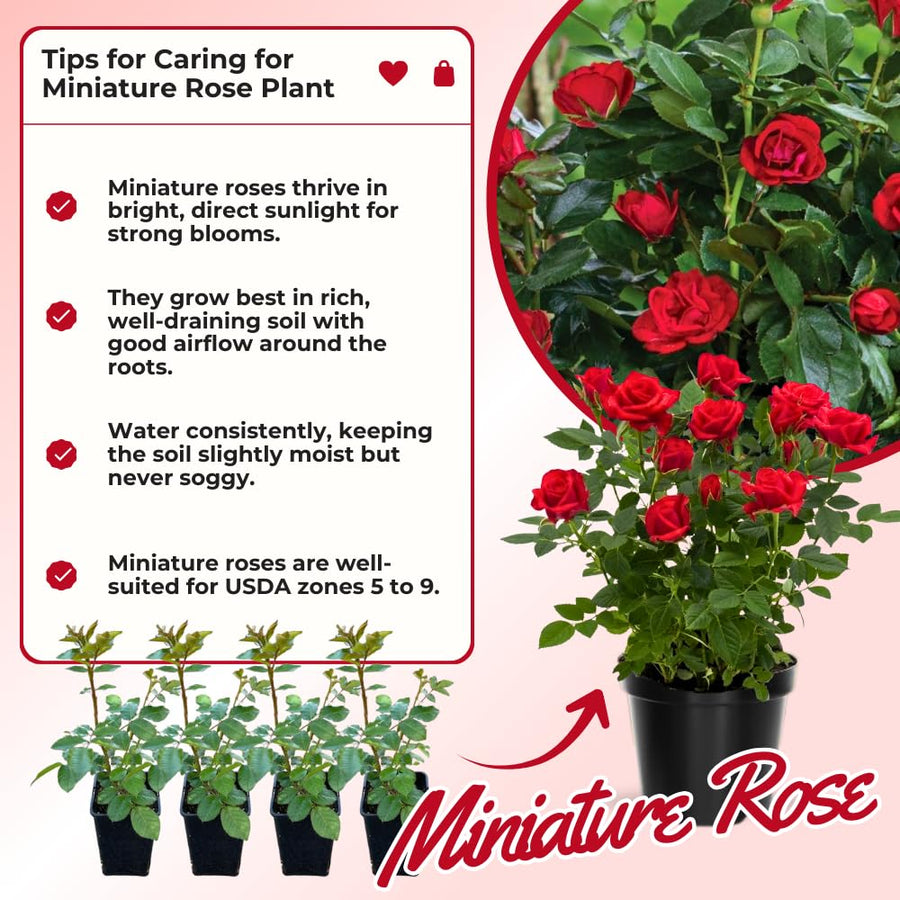 Miniature Rose Plant, Live 3” Potted Rose, Compact, Colorful Flowering Rose Bush for Indoor Outdoor Gardens (Red)