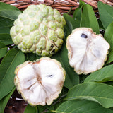 Live Sugar Apple Tree, Sweet Custard Apple Tree, Tropical Fruit Plant, 3-4 Feet Tall, Ready for Planting