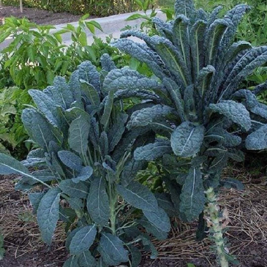 Live Blue Kale Plant, Edible Kale Vegetable, 6-8 Inches Tall, Starter Plant for Garden or Containers
