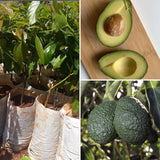 HASS Avocado Tree Live, Cold Hardy Avocado Plant, 8-10'' Tall Seedling, Outdoor Growing