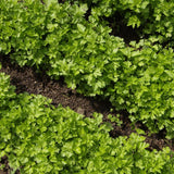 500 Count Parsley Seeds, Fresh Culinary Herb for Garden and Home Growing