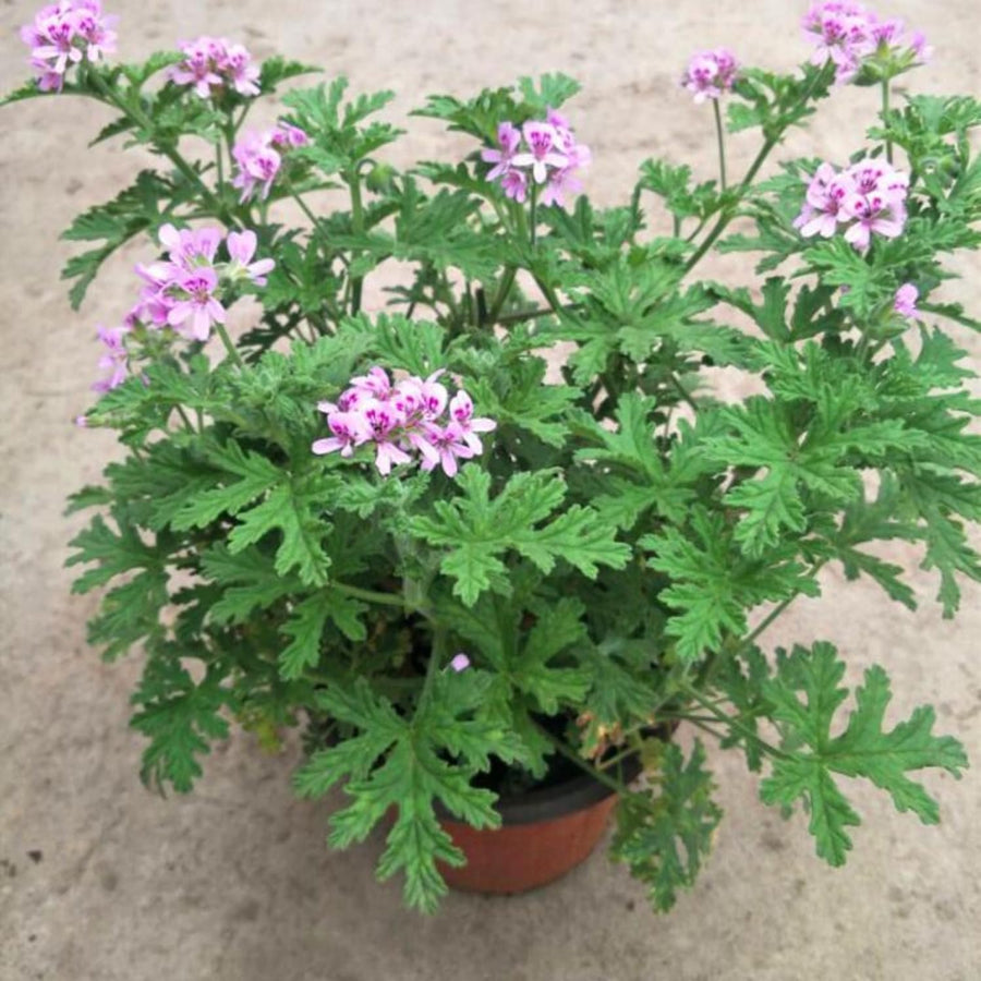 4 Citronella Plants Live, Citronella Plants for Outside, 4 to 6 Inc Tall Plant