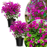 2 Purple Bougainvillea Plants Live, Perennial Bougainvillea Flowers Vine, Outdoor Garden Planting 5-9 Inches
