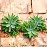 Live Green Foxtail Agave Tree Live Plant, 1 Year Old 8" in Tall in 4" Pot for Outdoor Succulent Cactus, Very Hardy