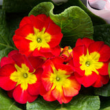 Live Red Primrose Plant, Hardy Primrose Flower in 4 Inch Pot, Well Rooted for Indoor or Outdoor Planting