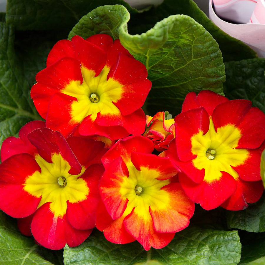 Live Red Primrose Plant, Hardy Primrose Flower in 4 Inch Pot, Well Rooted for Indoor or Outdoor Planting