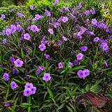 2 Mexican Petunias Live Plants - Petunia Plants Live, Live Petunia Plants Outdoor - Zone 8 to 11, Size 4 to 7 Inch Tall, Purple