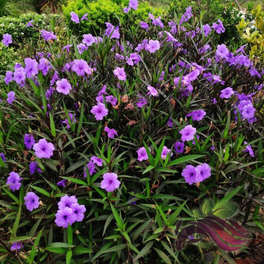 2 Mexican Petunias Live Plants - Petunia Plants Live, Live Petunia Plants Outdoor - Zone 8 to 11, Size 4 to 7 Inch Tall, Purple